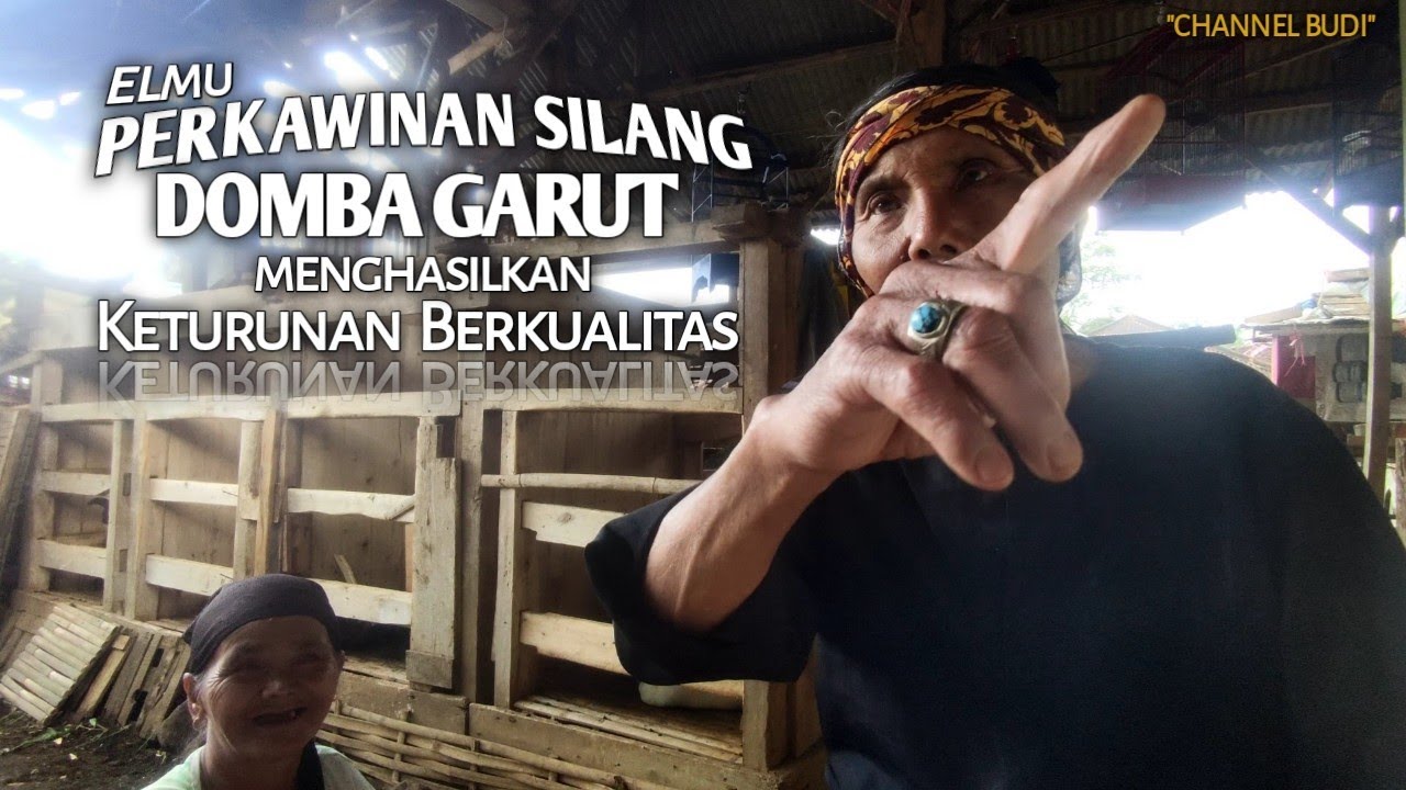 Persilangan Domba Garut Menghasilkan Keturunan Berkualitas || Tanduk Mangkrak disilang Tanduk Gayor