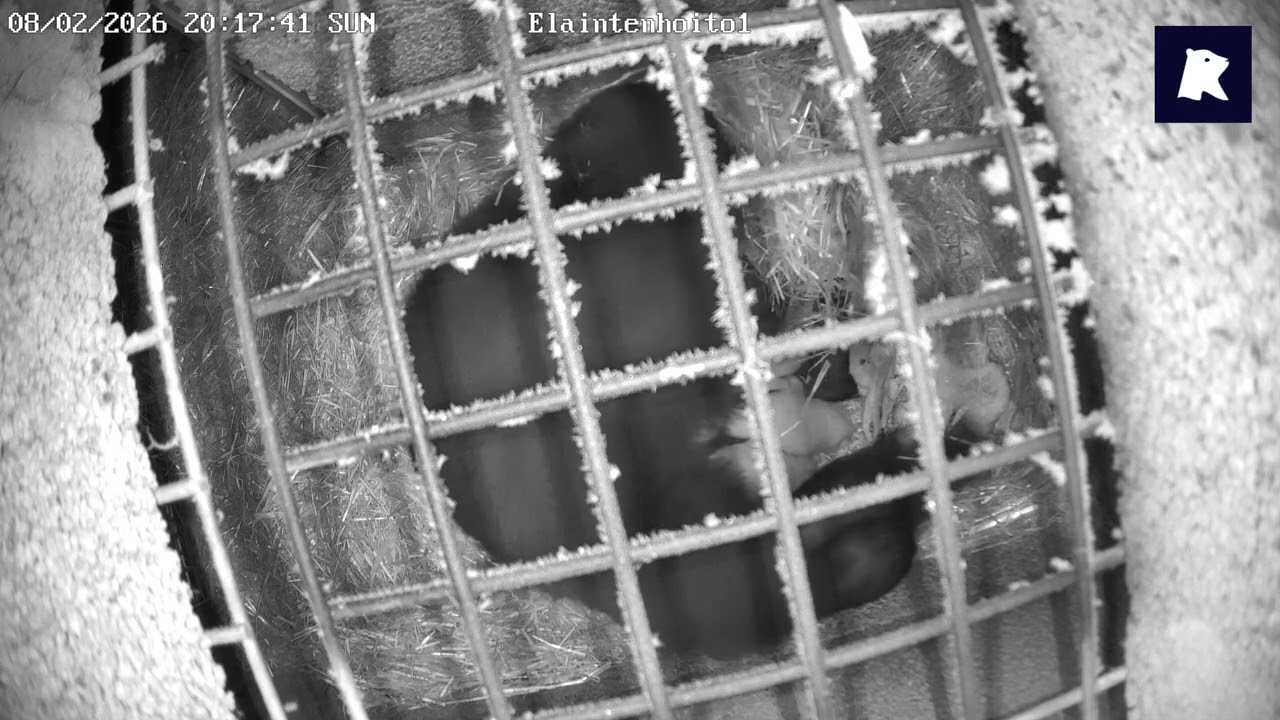 Kurkistus pesäkameraan: ahmapentueen ensihetket A peak to den camera: wolverine kits' first moments