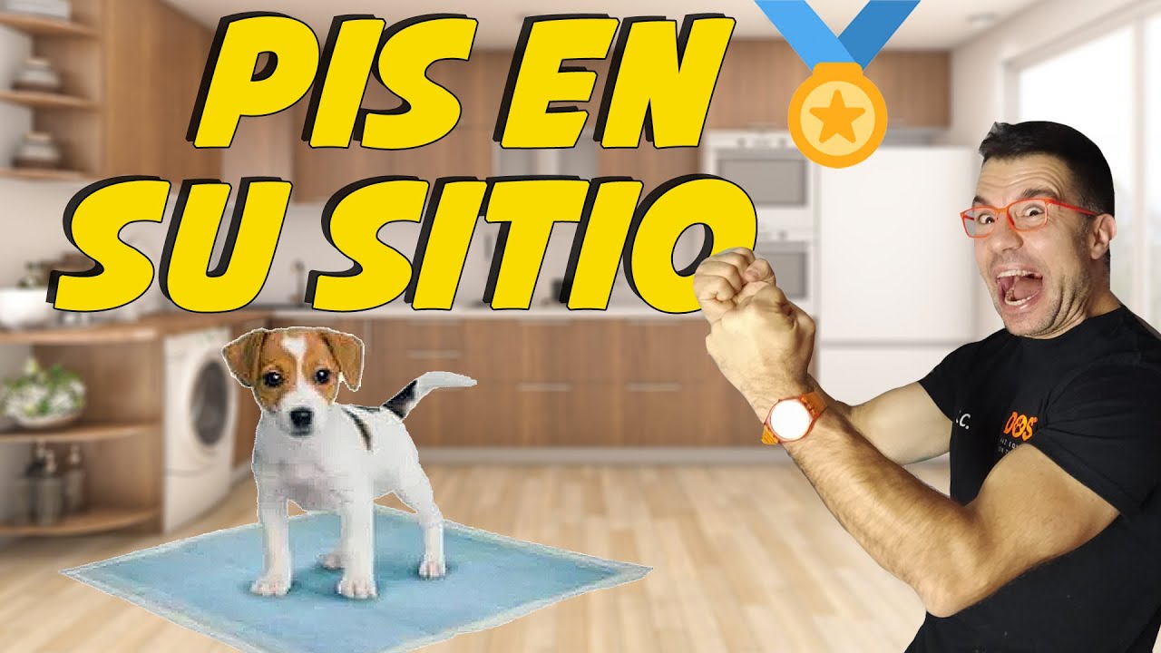 Enseñar a un Cachorro a hacer sus necesidades en el empapador 🐶✌🏼| Cómo Educar Perros 📝