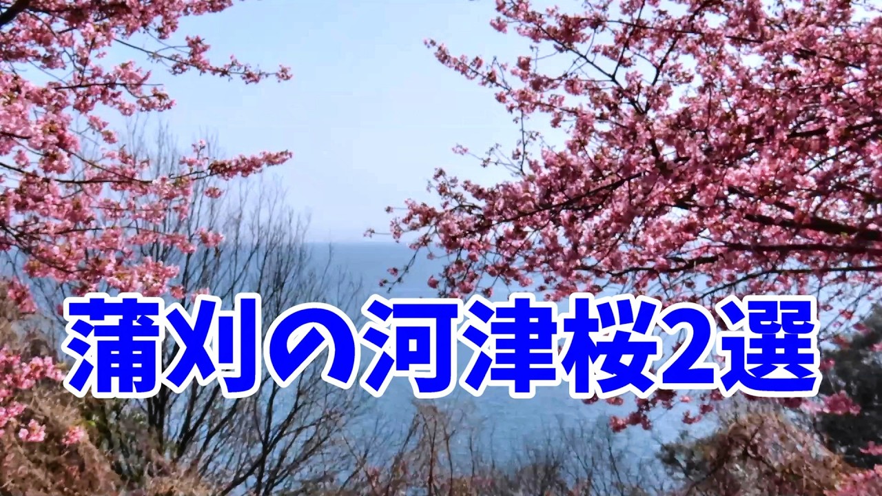 蒲刈の河津桜2選　　県民の浜＆どんぐり山（蒲刈であいの館）　場所は概要欄見てね　２か所とも近いので両方行くといいです　撮影は2026/2/23　　#広島県　#観光　#開花状況　広島県呉市