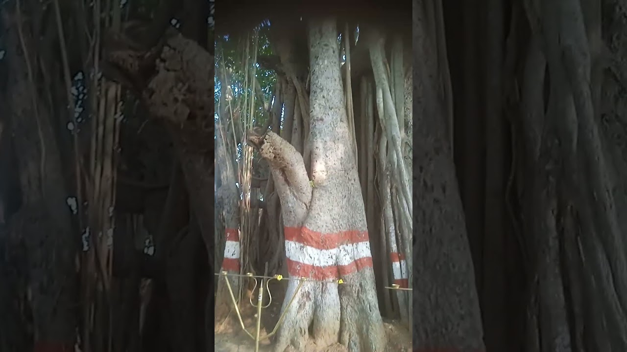 ஆலமர அனுபவம்.