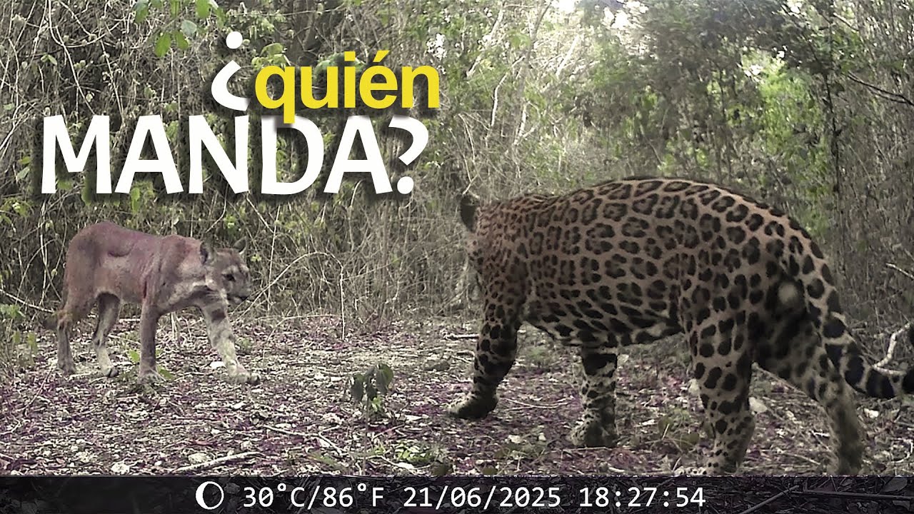 ¿Quién domina la selva? Cámara trampa revela a los verdaderos protagonistas
