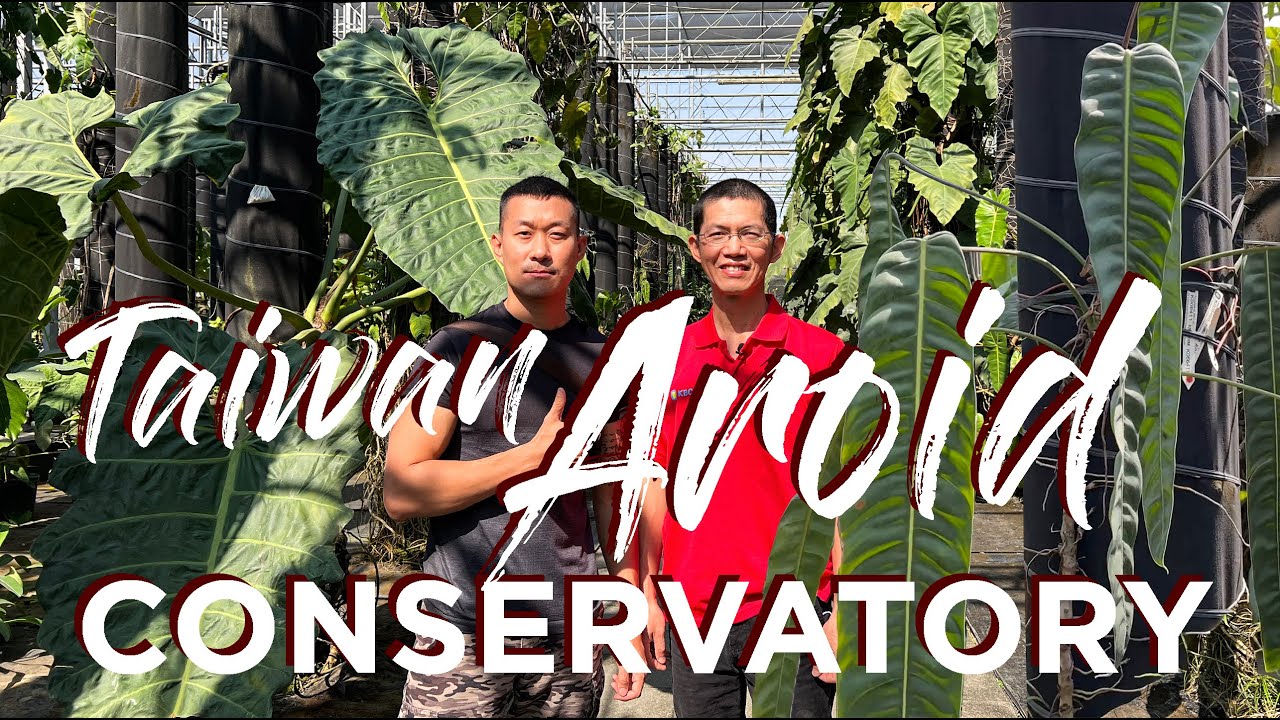 MASSIVE AROID collection to fall in love ❤️ | Discover the art of conservation (Subtitle/CC on!)