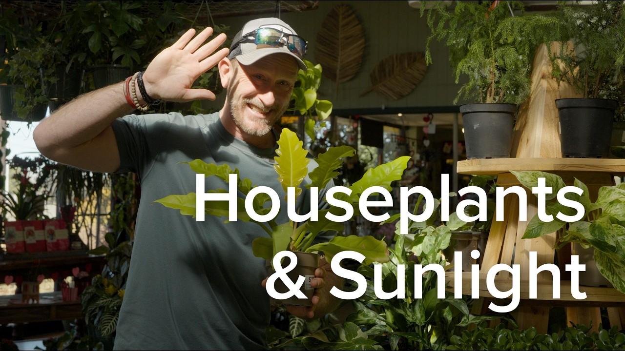 Houseplants & Sunlight: Stop Guessing and Start Growing | Let’s Grow Together – Covington’s Nursery
