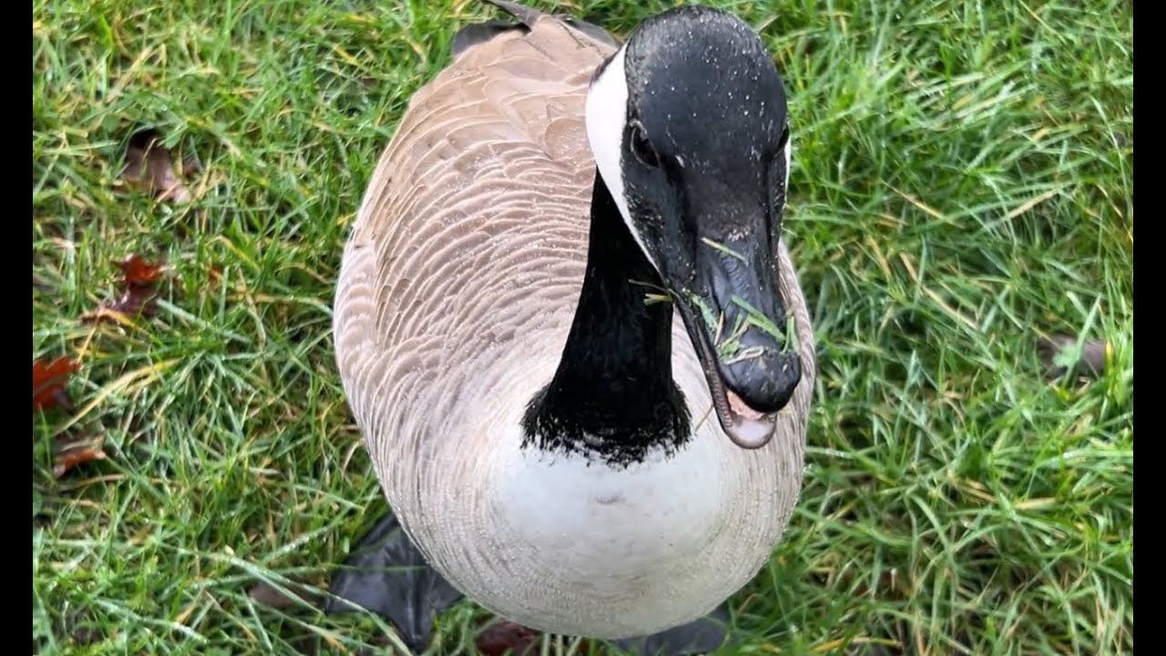 Geese in their pairs and swans, J1 and J2