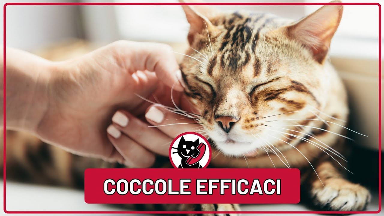 Perché il Gatto mi Graffia?💔 Come Accarezzarlo Senza Sorprese 😺👌