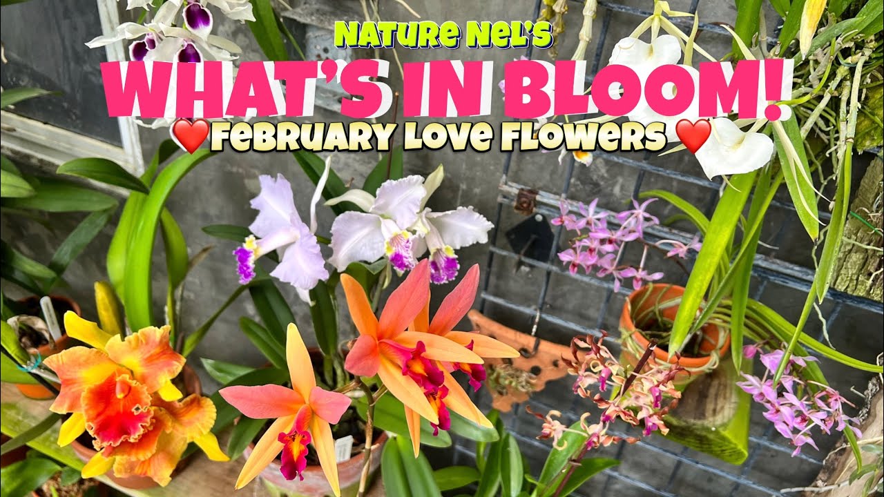 What’s In Bloom in February is exploding with flowers of all sorts. Get ready for an amazing tour.