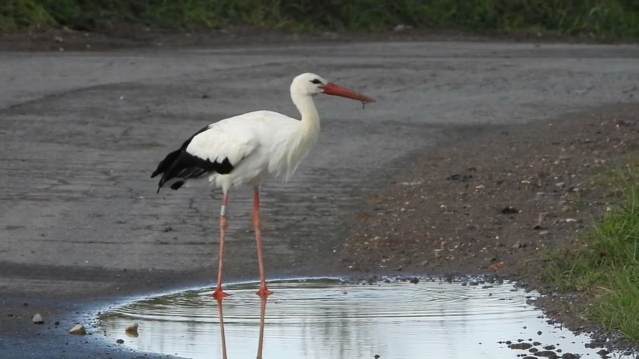 Une cigogne blanche boit dans une flaque d'eau.