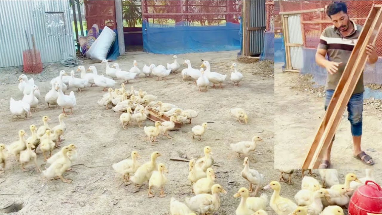 ২৫০ টাকায় হাঁসের খাবারের পাত্র বানিয়ে পেল্লাম।🦆🦆