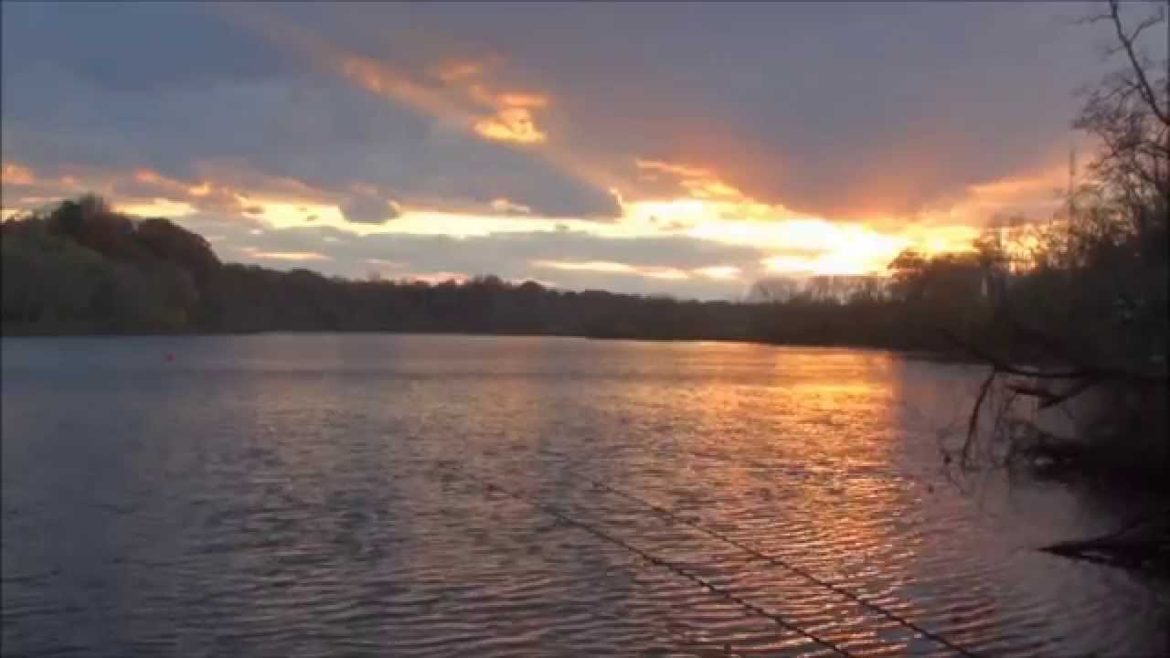 Common carp in the sunset - by Rapha&euml;l Biagini