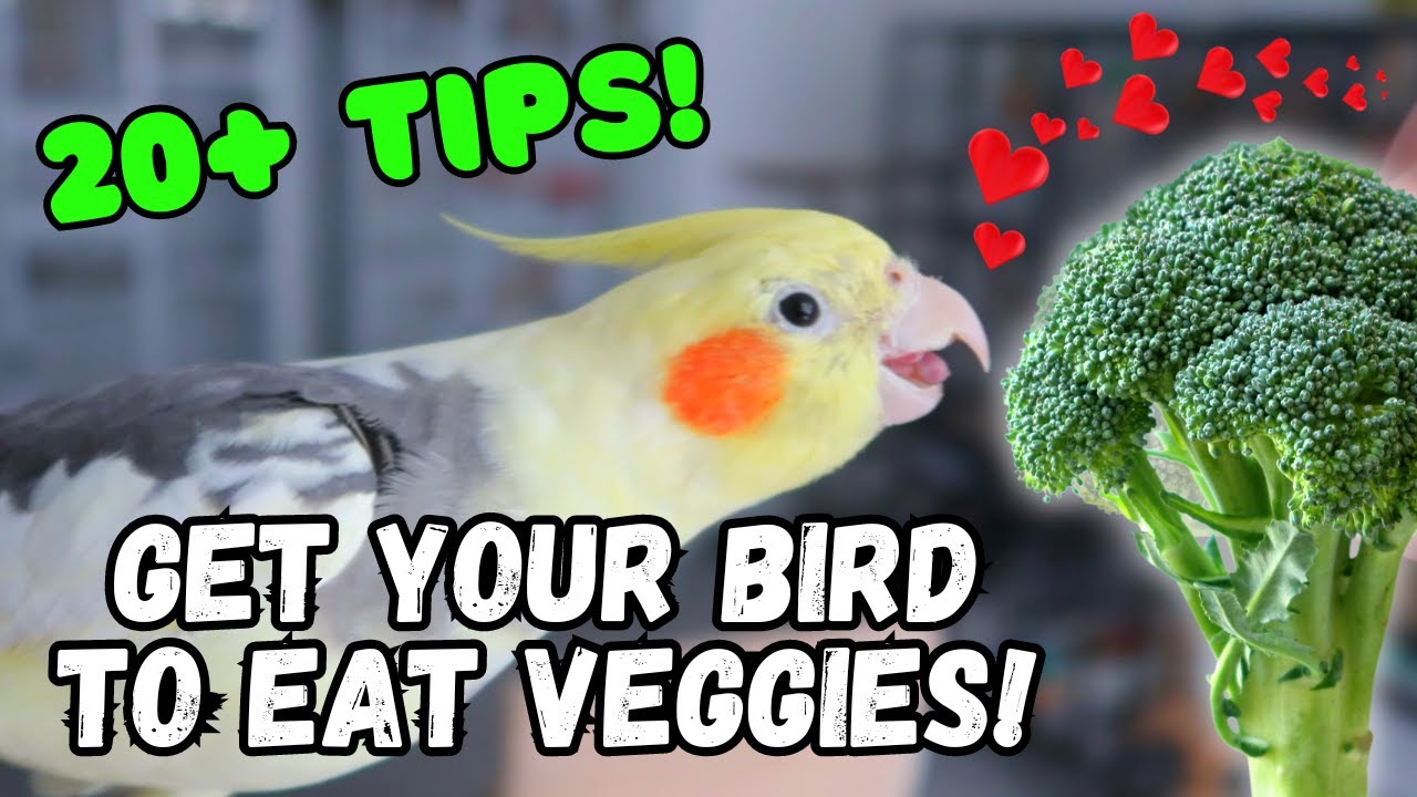 HOW TO GET YOUR BIRD TO EAT VEGETABLES - tips for parrot healthy diet conversion | BirdNerdSophie