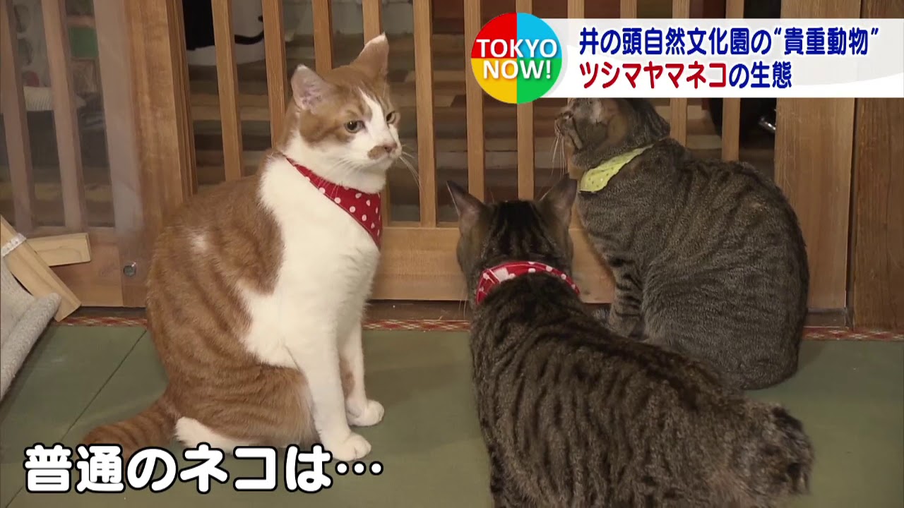 絶滅危惧種のツシマヤマネコ　知られざる生態