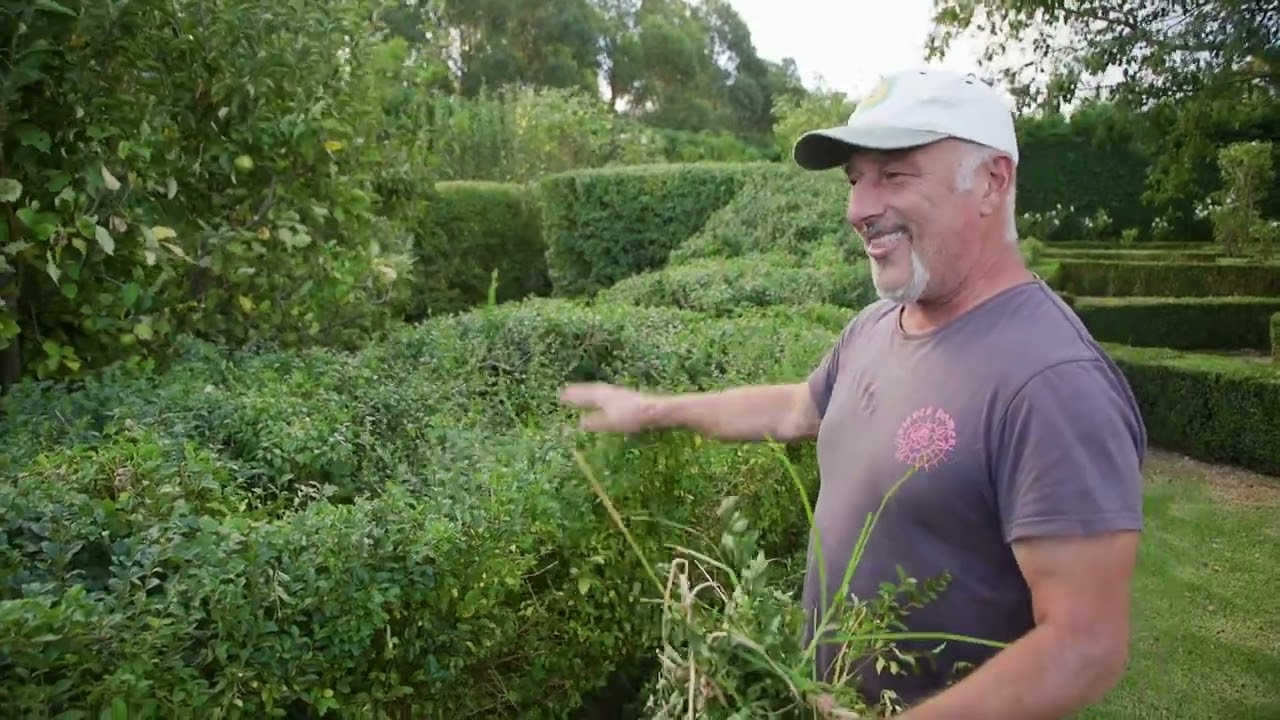 Revisiting My Ligustrum Hedge I Hacked Into Over 2 Months Ago