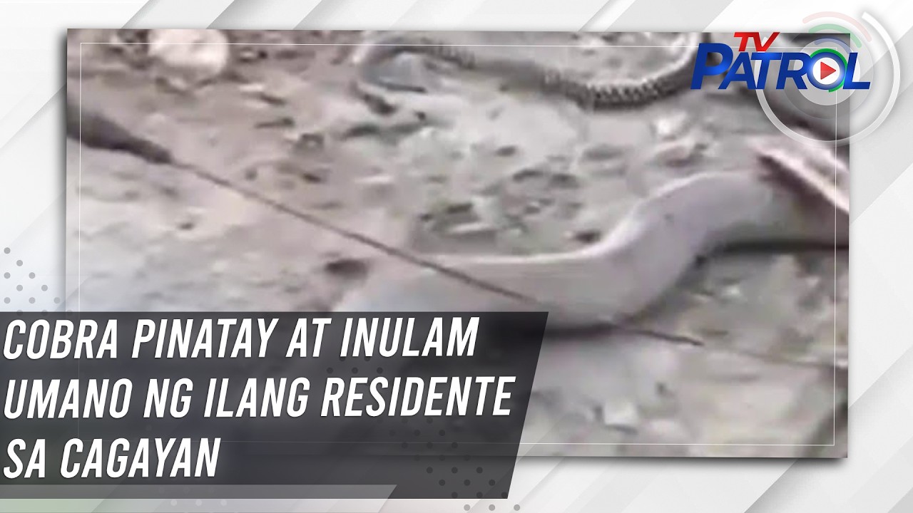 Cobra pinatay at inulam umano ng ilang residente sa Cagayan | TV Patrol