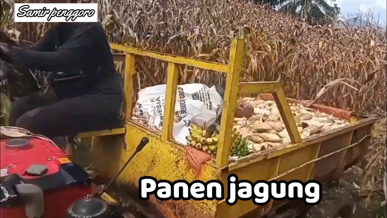 Panen jagung disaat harga anjlok,Rp 2900/kg