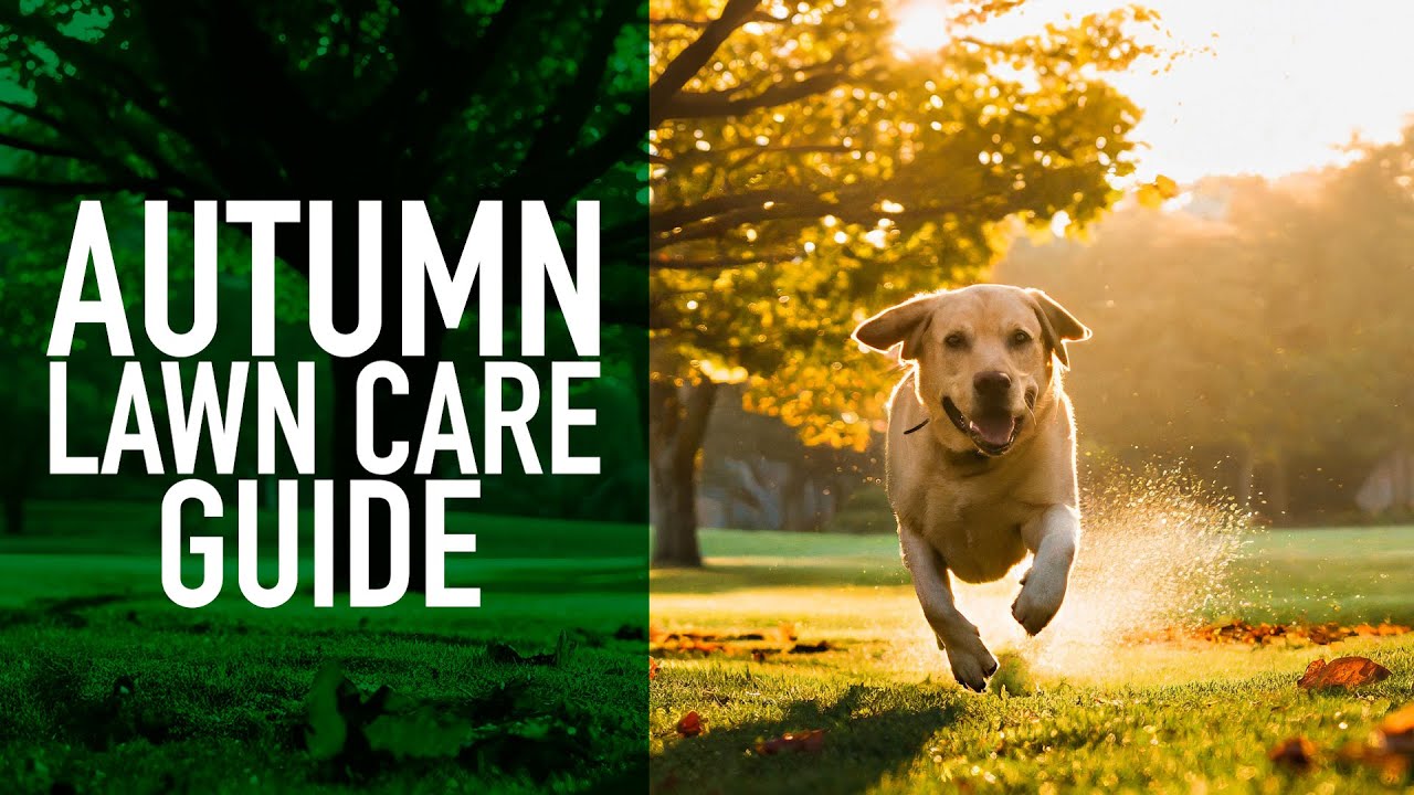 Autumn Lawn Care Guide