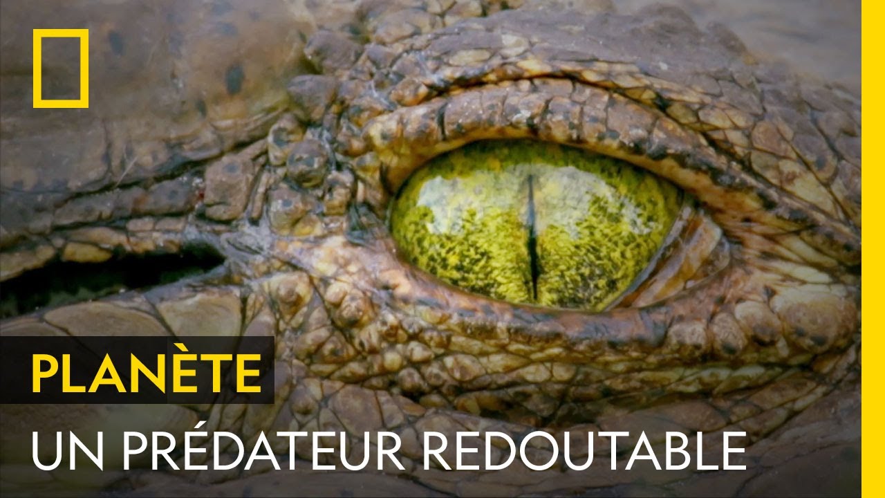 Le crocodile du Nil, le prédateur d'eau douce le plus redoutable d'Afrique