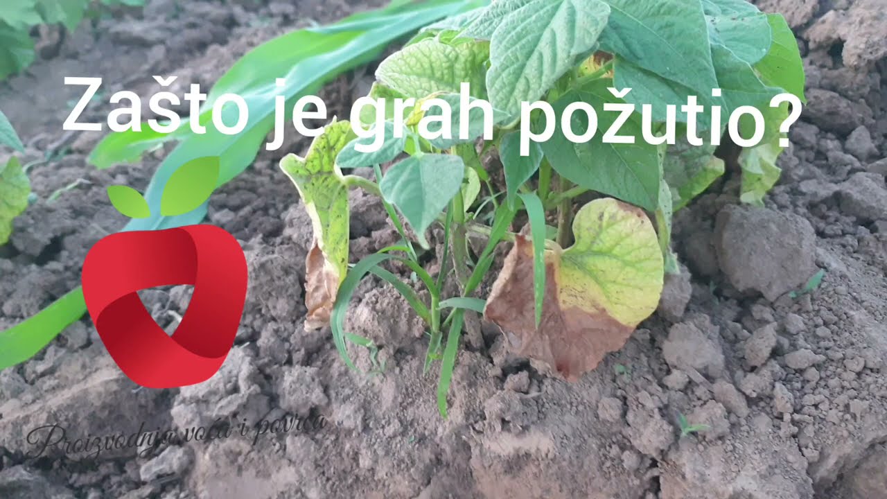 Zašto je grah požutio??? Kako se riješiti plamenjače?