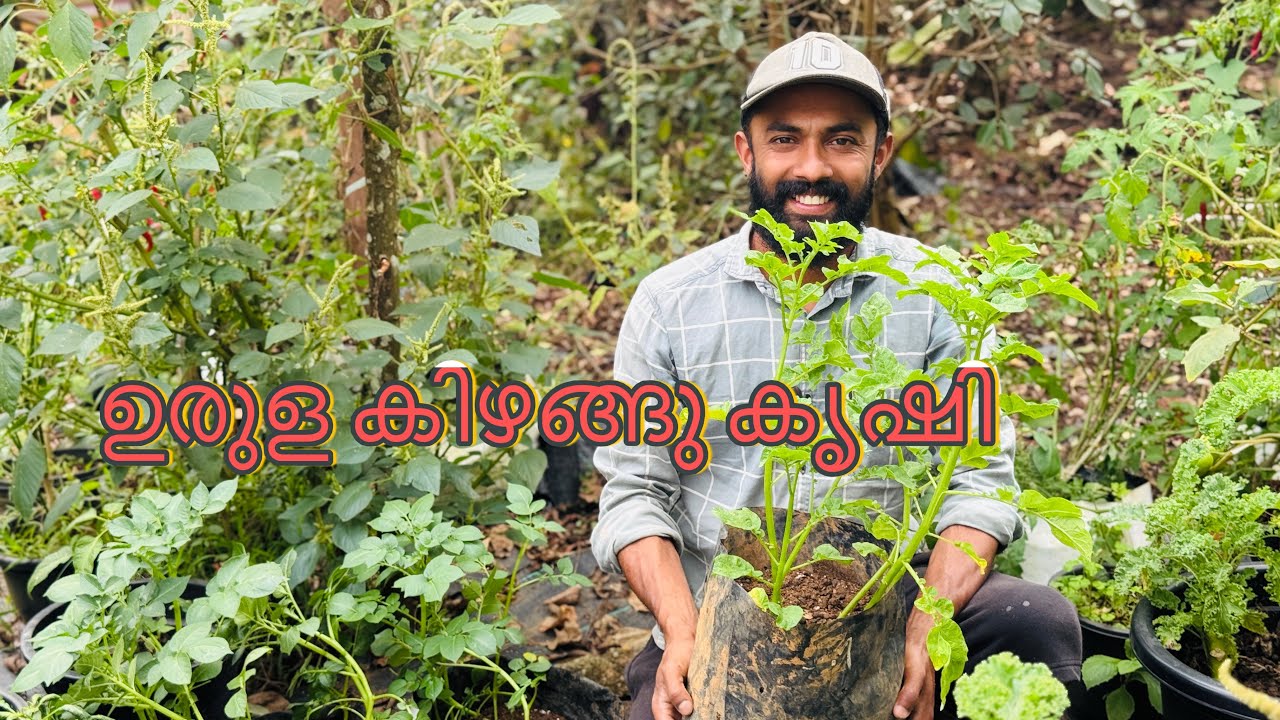ഇത്തവണ നട്ട കിഴങ്ങുവിത്തുകൾ വല്ലിമ്മയുടെ വക ☺️👍