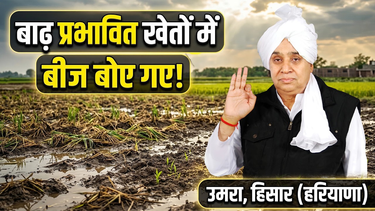 हरियाणा के हिसार जिले के उमरा गांव से अच्छी खबर, बाढ़ प्रभावित खेतों में बीज बोए गए। Village Umra
