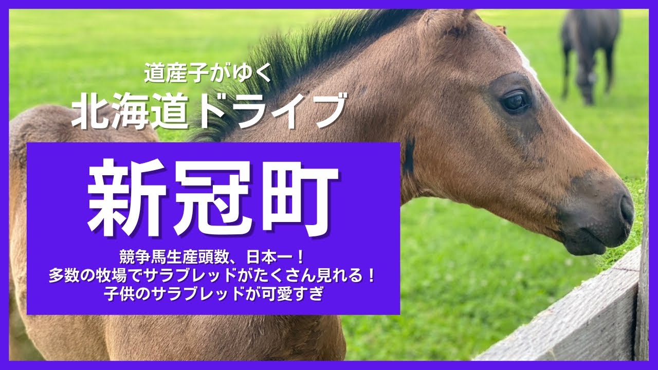 【北海道ドライブin新冠町】サラブレッドの産地