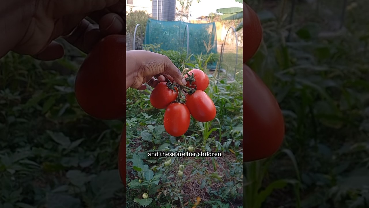 Planting seeds from a hybrid tomato will surprise you. #livingsustainablywithus #hybridtomato