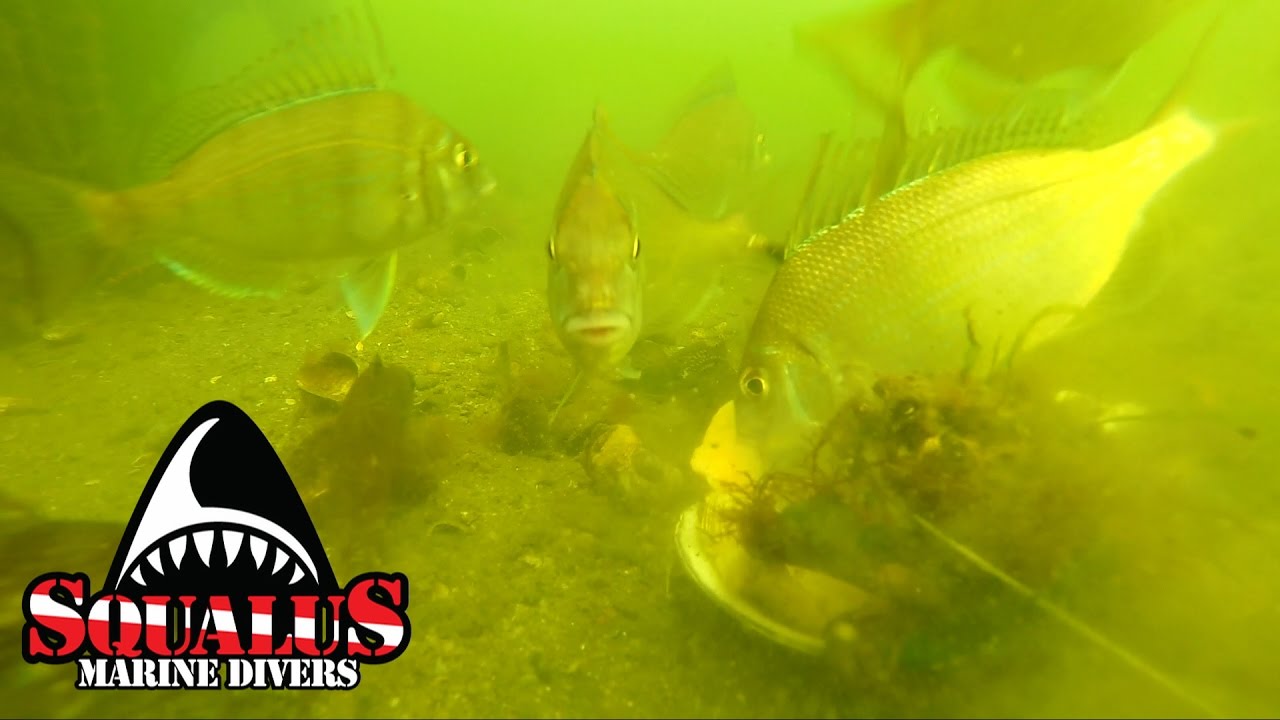 OYSTER CAGE RECOVERY - SQUALUS MARINE DIVERS
