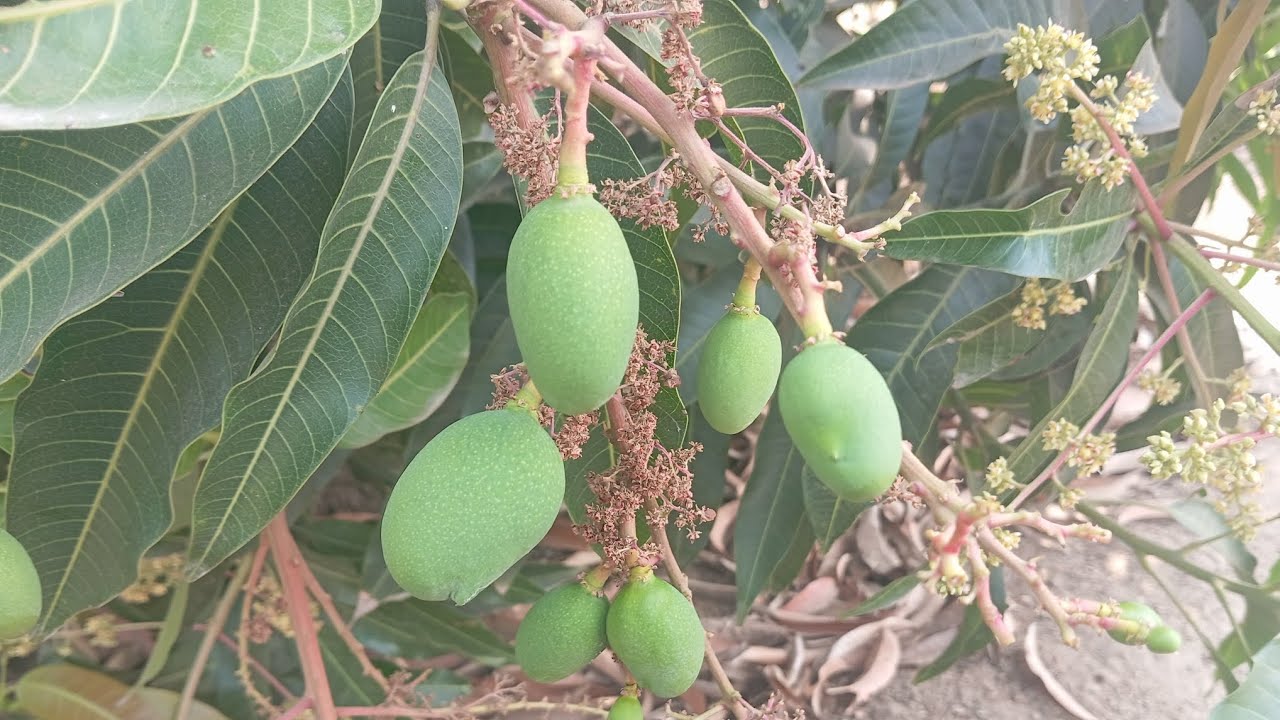 આંબા વિશે કેરી વિશે આ વિડીયો બનાવેલો છે