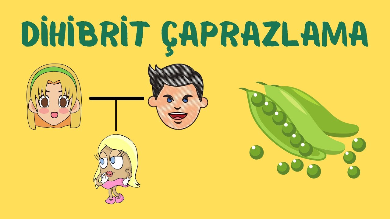10. Sınıf Biyoloji: Dihibrit Çaprazlama
