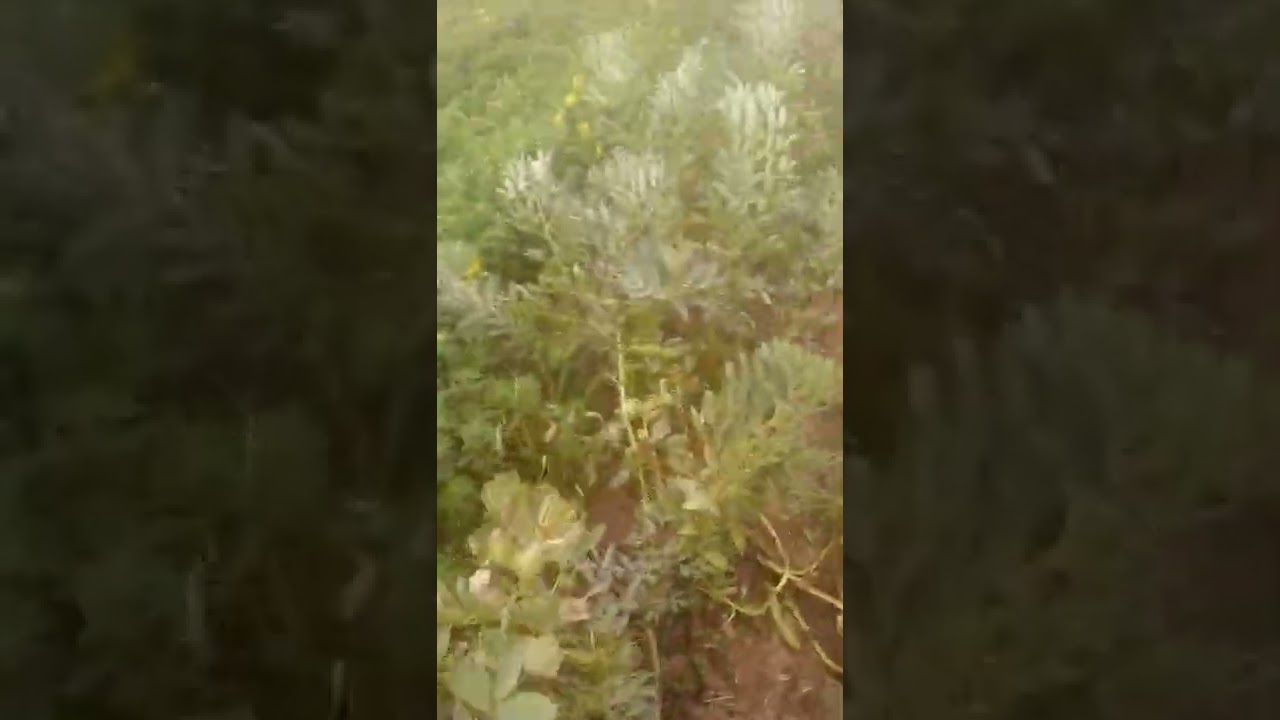 زراعة الحلبة في تونس