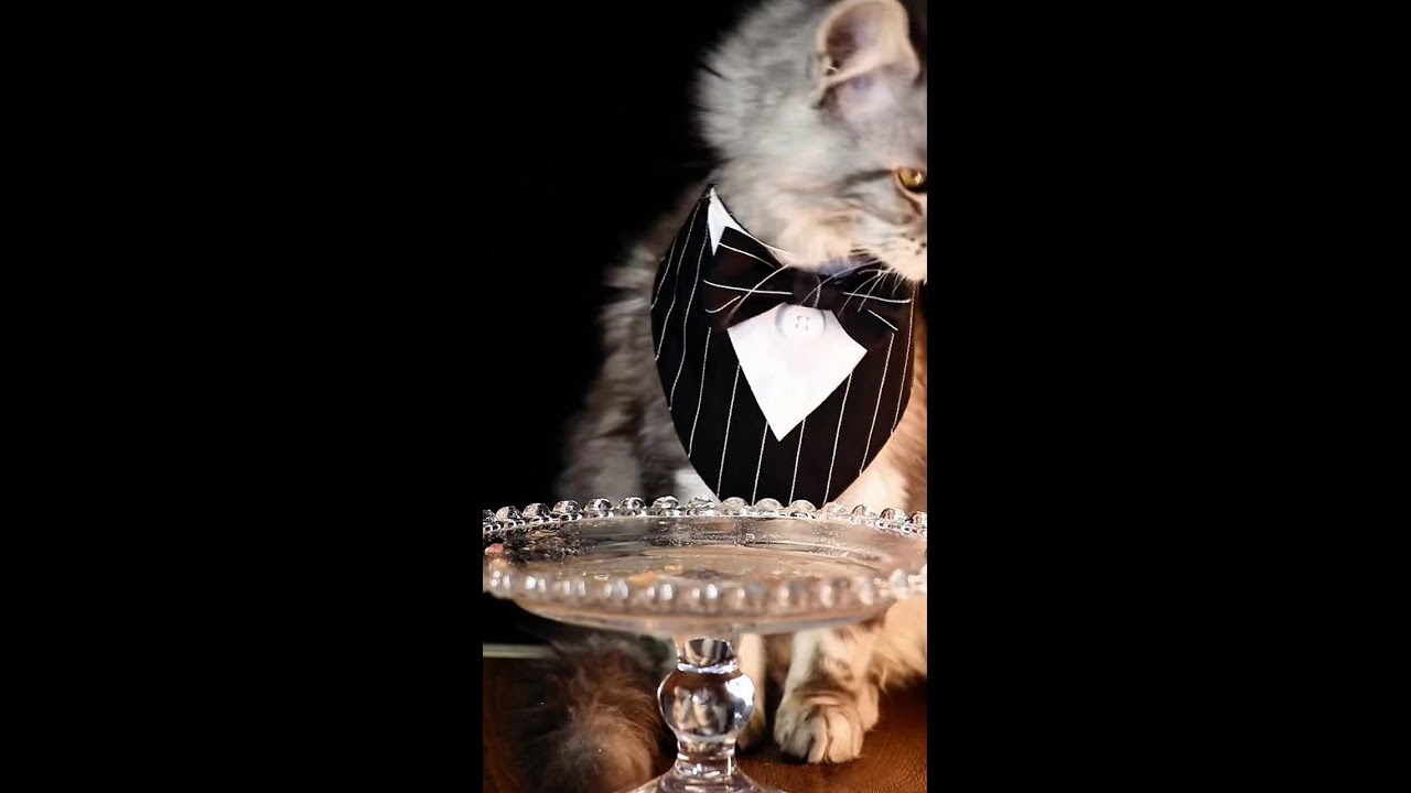 MAINECOON CATS LIVE! EATING