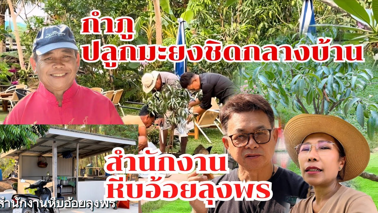 กำภูเปิดสำนักงานหีบอ้อยให้ลุงพร ปลุกมะยงชิดกลางบ้าน หลานชอบกิน #บ้านสวนกำภูEp1626