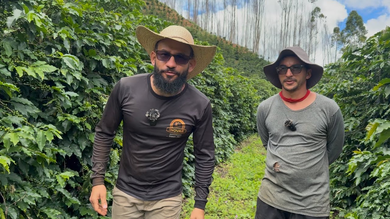LAVOURA DE CAFÉ VELHA E PRODUTIVA VEJA QUAL É ESSA VARIEDADE 