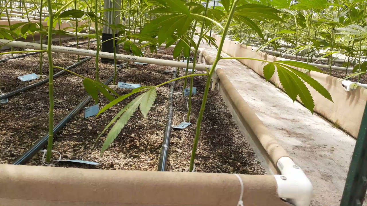 Defoliation (De-Leafing)