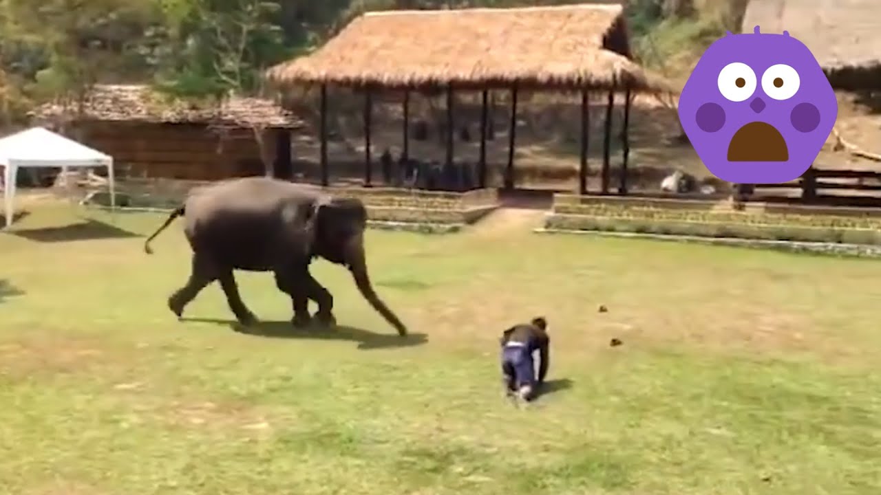 Animal Emotional Video || Emotional Video 2023