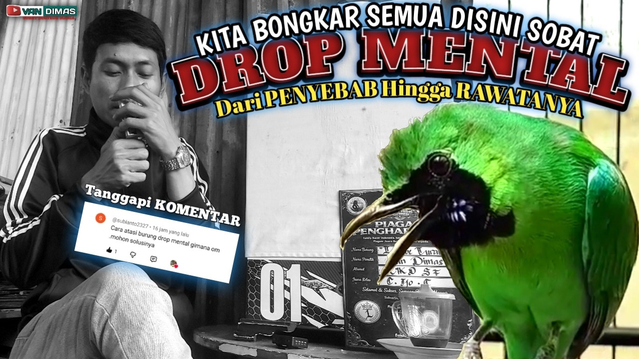 BLAK-BLAKAN Seputar Cucak ijo DROP MENTAL‼️Kupas Tuntas Semua Disini