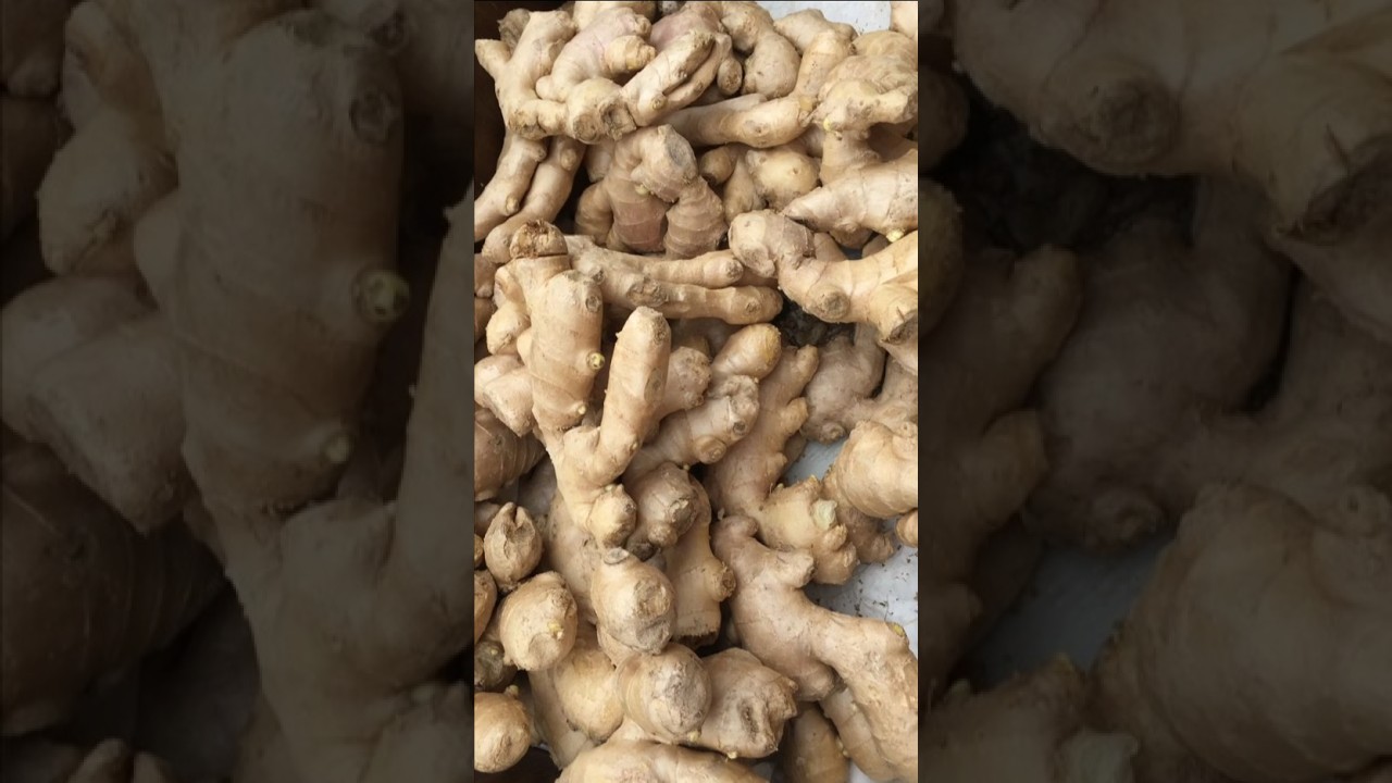 Premium Ginger Adrak Export | Karnataka & Maharashtra | Bulk Supply for Bangladesh & Global Market