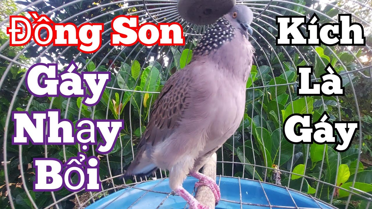 Tiếng cu gáy Mồi Đồng Son gáy Đủ Bài [ GÙ + THÚC + GỌI ] kích bổi mau gáy nhanh nổi #cugáykichbổi32