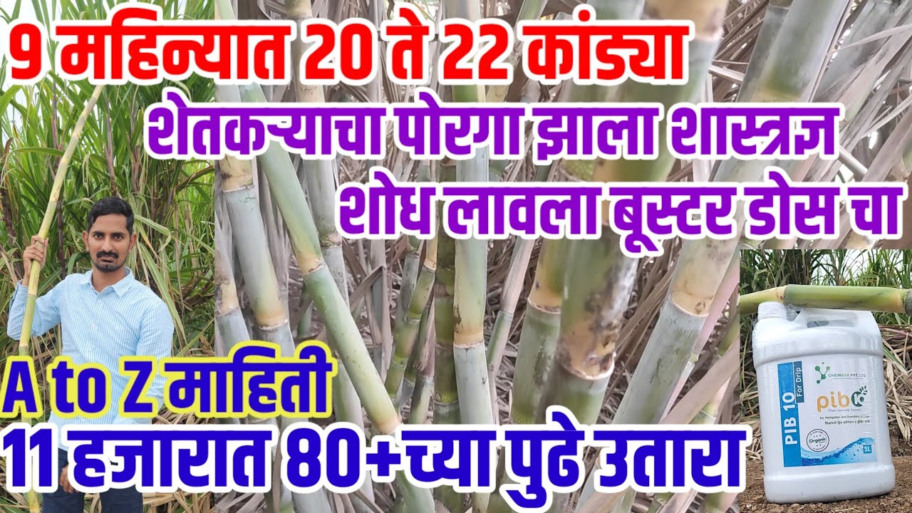 11हजारात 80+च्या पुढे उसाचा उतारा,शेतकऱ्याचा पोरगा शास्त्रज्ञ,बनवला बूस्टर डोस,sugarcane,visionvarta