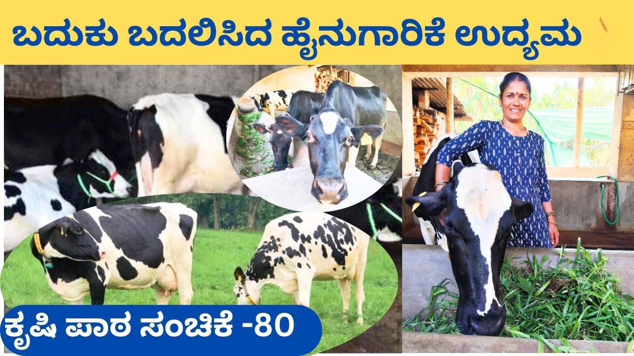 ಮಗನ IAS ಶಿಕ್ಷಣಕ್ಕೆ ನೆರವಾದ ತಾಯಿಯ ಗೋಪಾಲನೆ‼️ರೈತ ಮಹಿಳೆಯ ಸ್ವಾಭಿಮಾನಿ ಬದುಕು @ಚೊಕ್ಕಾಡಿ ಸುಳ್ಯ 