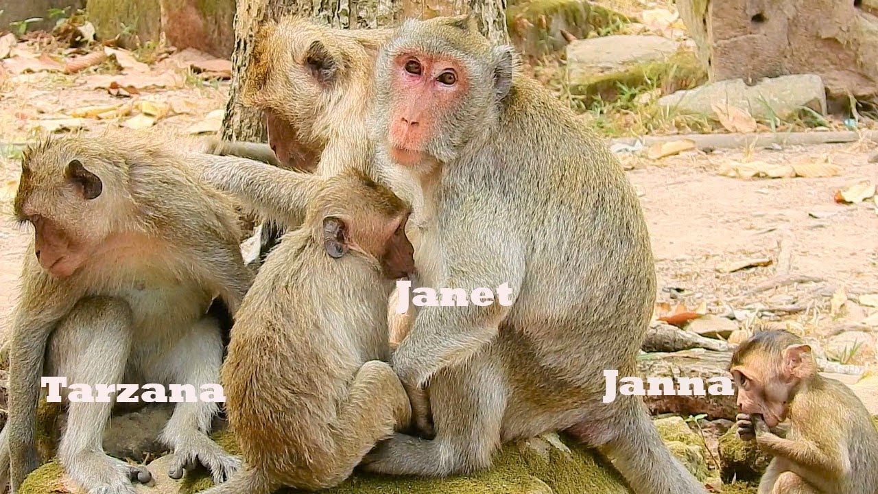 Very Hot News!Mom Jane Let Only Janet Get Milk Then Make Baby Janna & Tarzana Brokenhearted