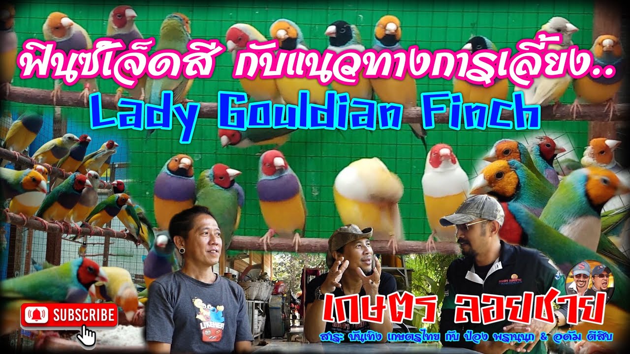 ฟินซ์เจ็ดสีกับเทคนิคการเลี้ยง@เกษตร ลอยชาย
