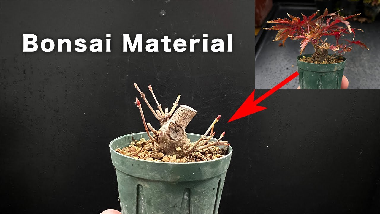 【YMJ】こんな太いの挿し木で着きました #盆栽 #bonsai