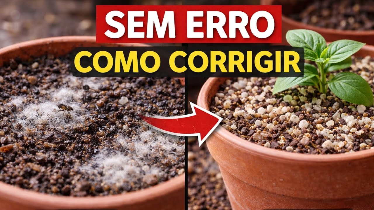 MOSQUITINHO DO SUBSTRATO e FUNGOS: elimine sem veneno (SEM ERRO)