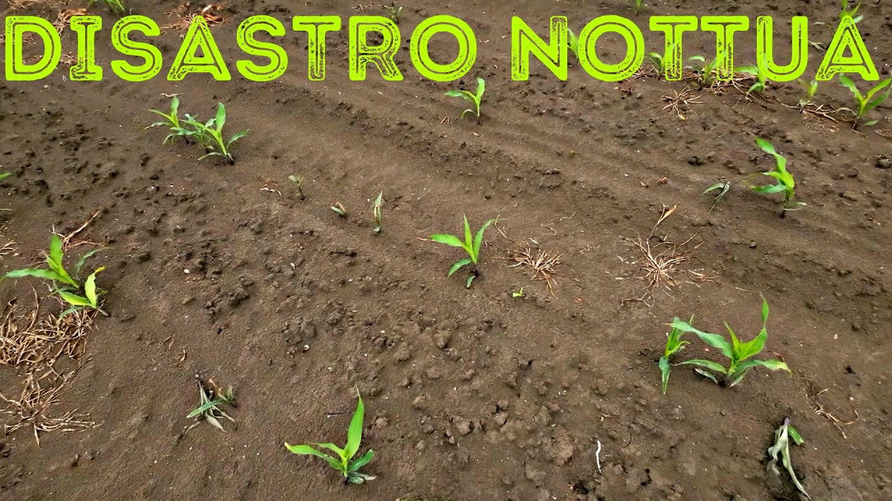 NOTTUA: DANNI INGENTI. MOTIVI E SOLUZIONI
