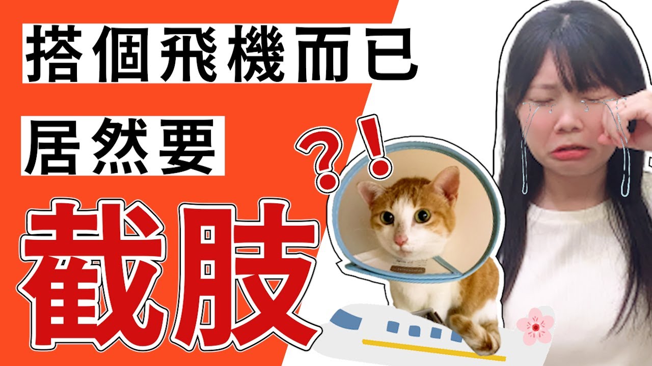 【 搭個飛機而已，居然要截肢？】貓咪移民心酸路