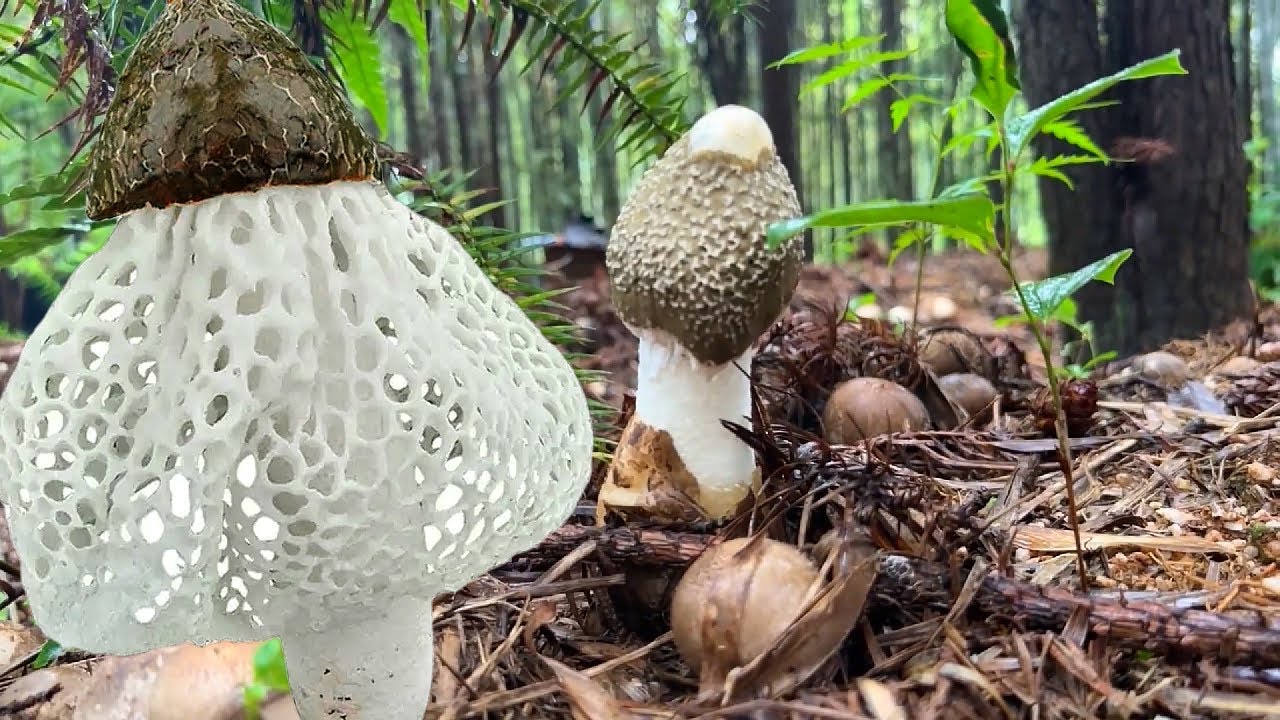 沉浸式采摘竹荪，Immersive picking of bamboo fungus#picking#fruit#vegetable#rural life#satisfying