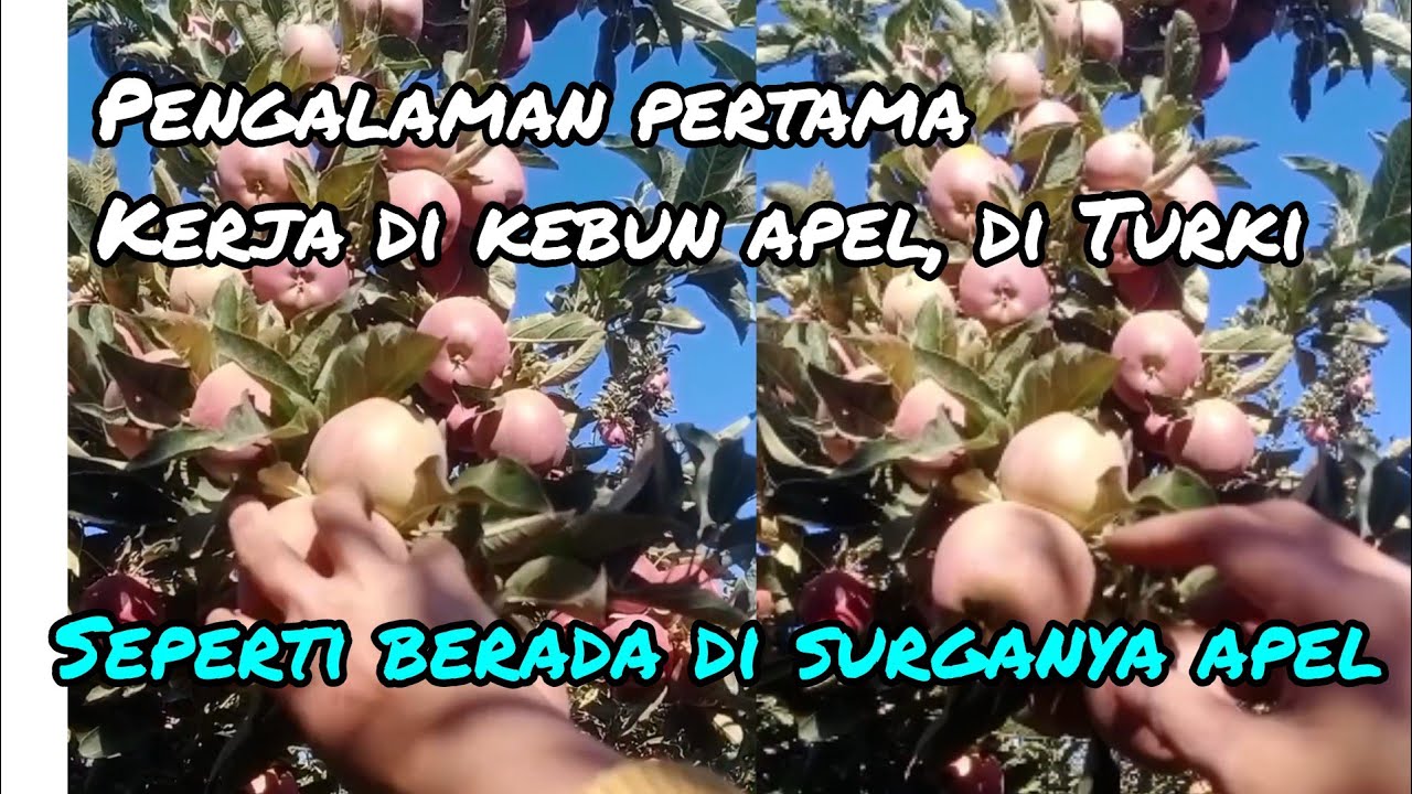 PENGALAMAN KERJA DI KEBUN APEL DI TURKI 🥰🍎🍎