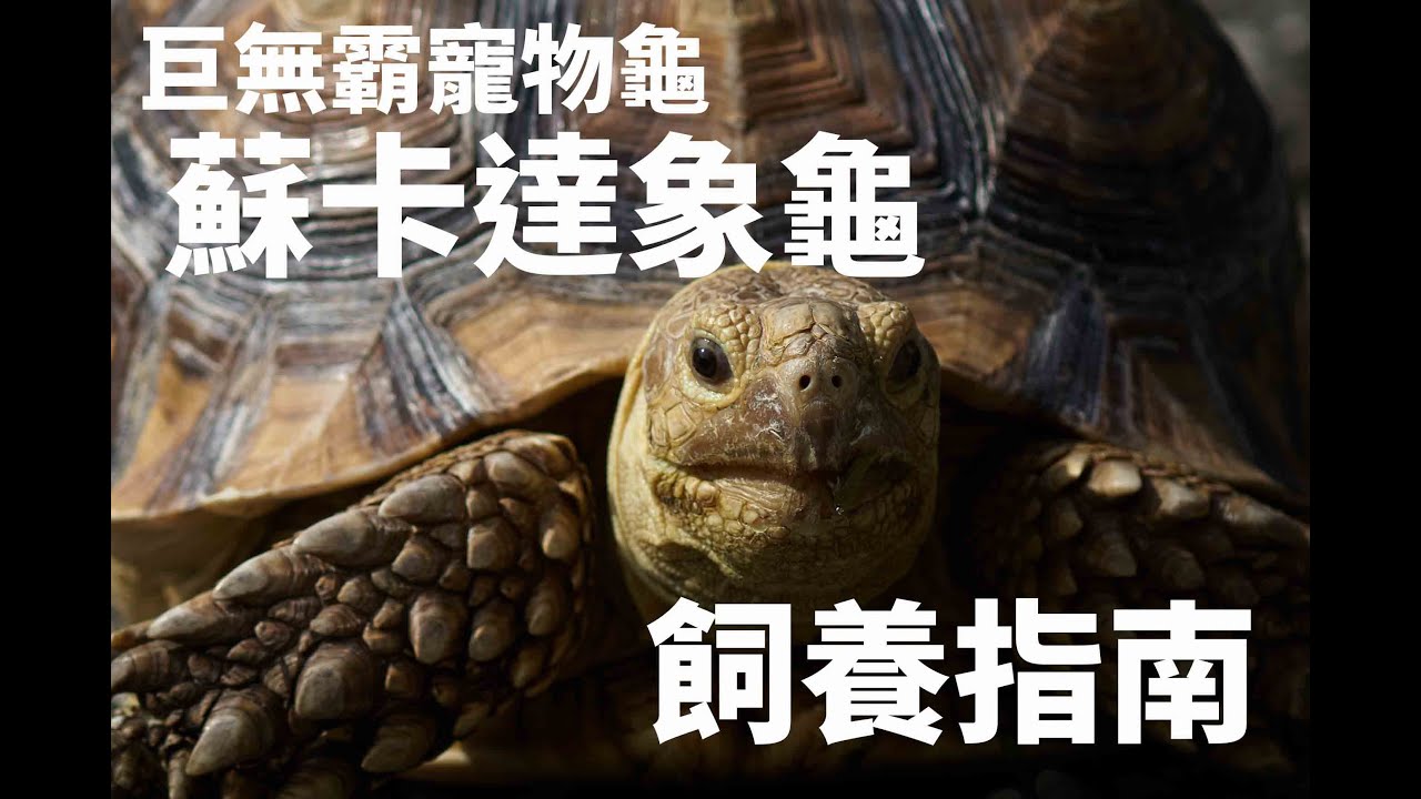 養貓? 養狗? 不稀奇!  養隻巨無霸陸龜在家裡才霸氣 ~蘇卡達象龜的飼養指南~ CC字幕