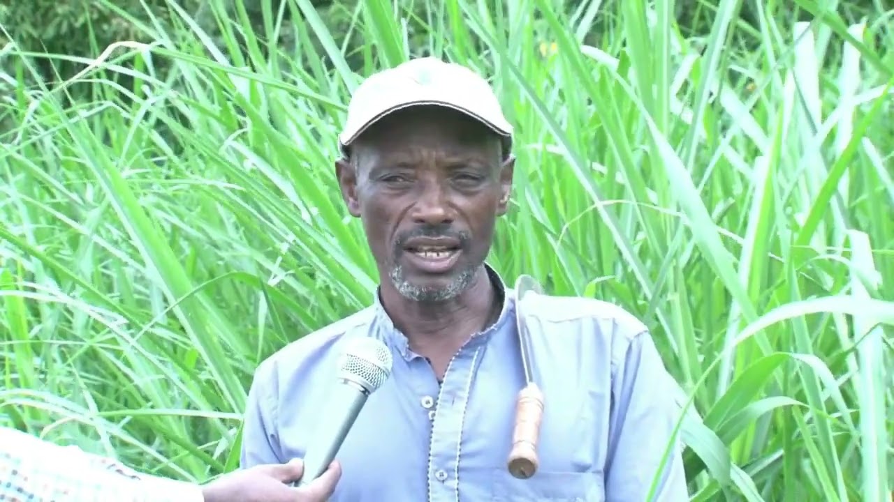 መኖ ልማት